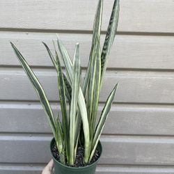 Sansiveria Bantel Sensation In 6” Pot 