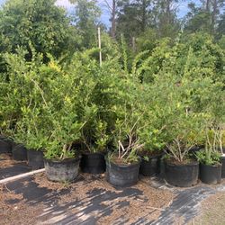 LIGUSTRUM