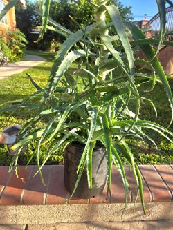 Aloe Vera Plant Medesinal
