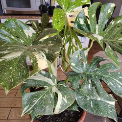 Beautiful XL Monstera varigate constelación