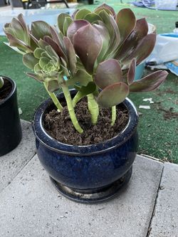 Aeonium arboreum, the tree aeonium, tree houseleek, or Irish rose Succulent In Blue Ceramic Pot
