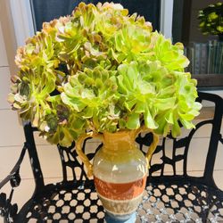 Beautiful and Huge Succulents in nice Ceramic Vase.