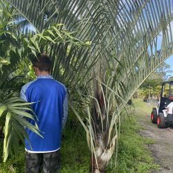 Triangle Palm ( Delivery And Install Included )