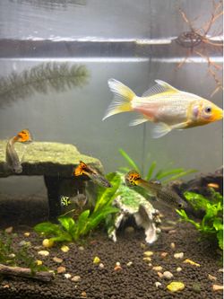 Fish tank decor
