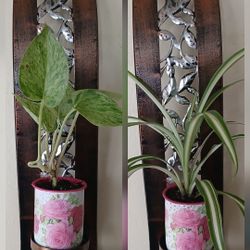 Beautiful Variegated Spider Plant And Snow Queen Pothos Plant 