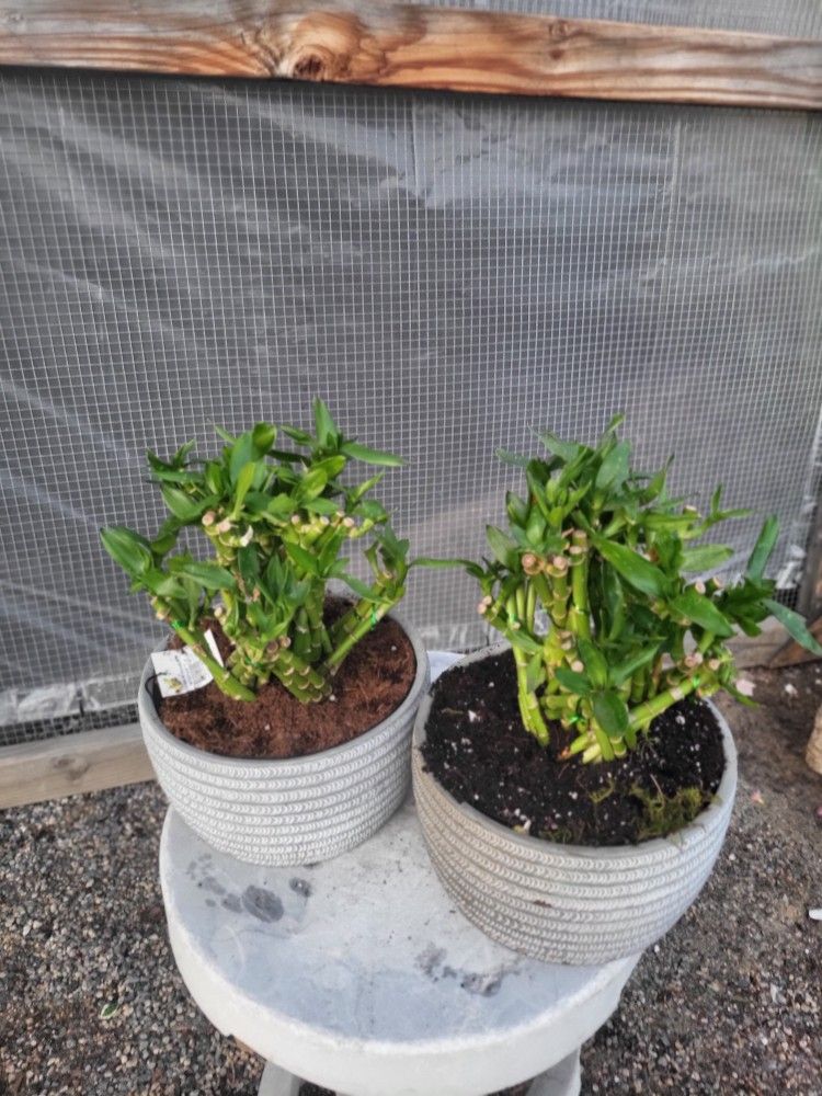 Lucky Bamboo Plant 8" Pot $10 Each