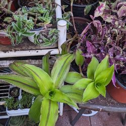 Tradescantias Plants