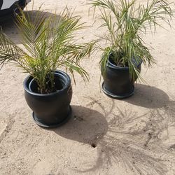 2 black clay pots $20.  Macetas de barro