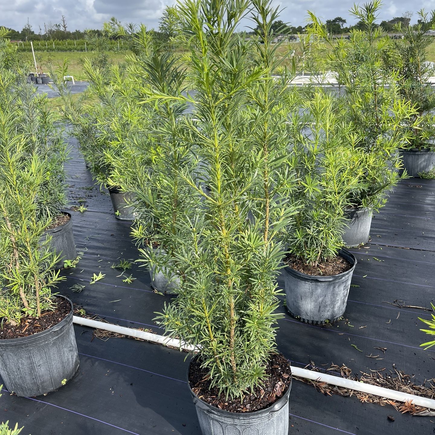 Podocarpus 4-5’ Tall 