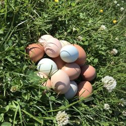100% organic  Chicken Eggs ( Pick up Silver lake area + Mill creek)