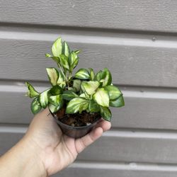 4” hoya heusckeliana variegated