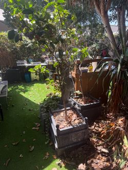 3 Mature Lemon Trees in Large Decorative Planters