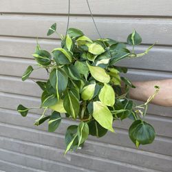 6” Trailing Brazil Philodendron