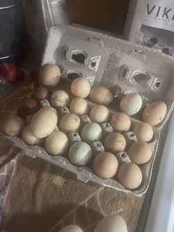 Eggs For Hatching