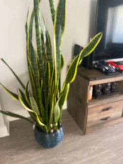 Beautiful snake plant woth the pot including we are moving