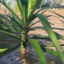 Yucca Plant 