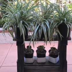 SPIDER PLANTS 
