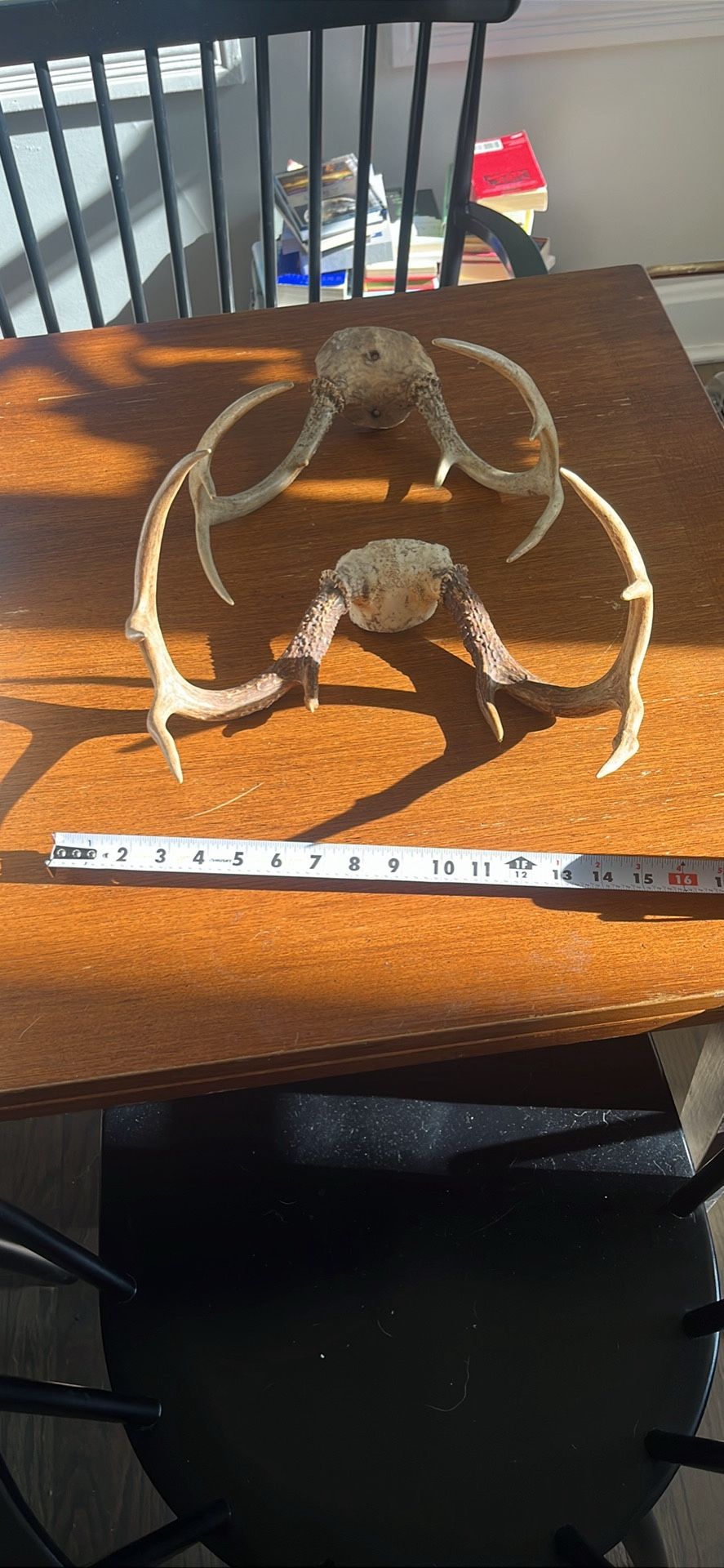 2 Full Set Antlers