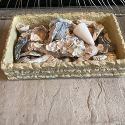 Quality Assorted seashells in a heavy decorative box 13”x8x3” deep (See all photos)