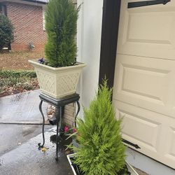 Poted Lemon Cypress 