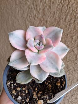 Variegated Graptopetalum SUPERBUM Plant $23