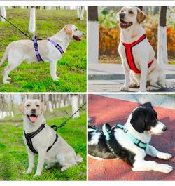 Dog Harness with leash