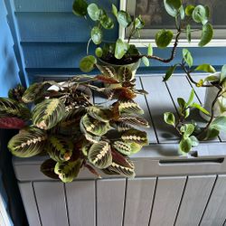 Cat Safe Plants