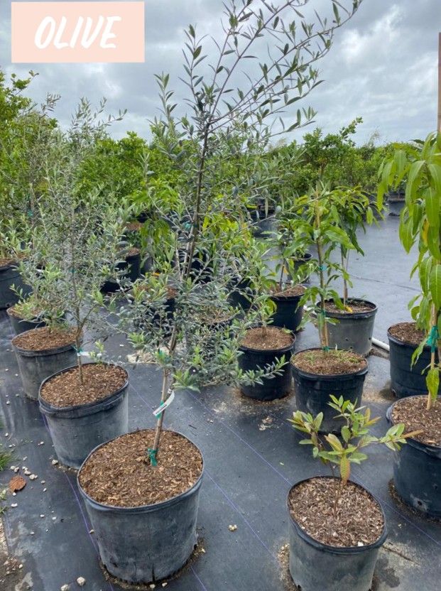 Olive Trees Sale $175