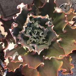 ECHEVERIA BLUE CURLS 