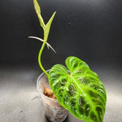 Philodendron Verrucosum Plant