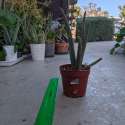Aloe Plant 2