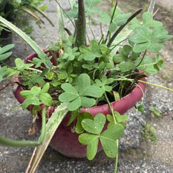 Clover And Aloe Plant