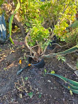 Free Plants