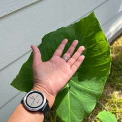 Smallish Elephant Ear Plants