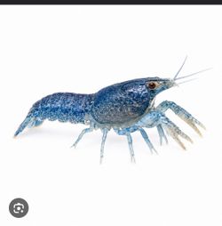 Crayfish plush