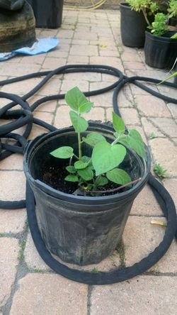 Organic Golden Berries Fruit Vine 