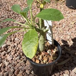 Dorstenia hybrid 