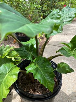 Elephant plants