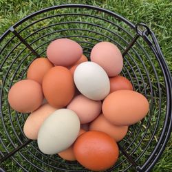 Fresh Eggs