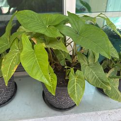 plant