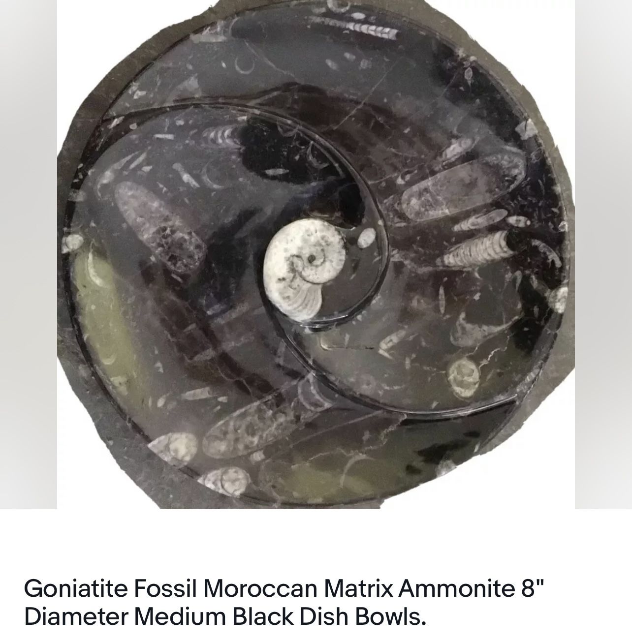 Goniatite Fossil Moroccan Matrix Ammonite 8" Diameter Medium Black Dish Bowls.