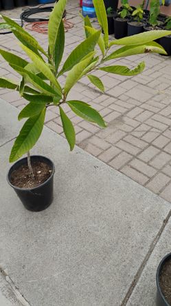 Loquat Nispero