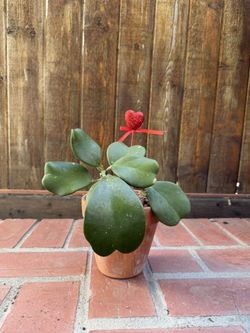 Sweetheart Plant