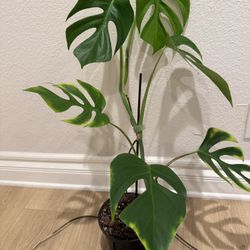 Rare Monstera Sierrana