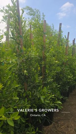 Indian Laurel