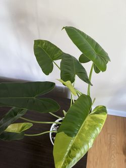 Huge Verigated Burle Marx 