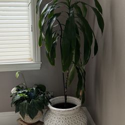 Plants W/pots