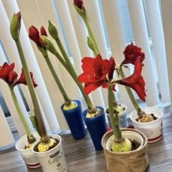 Red Amarallis Only $5