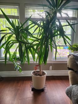 Yucca house plant