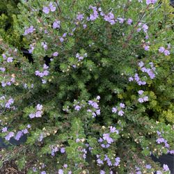 Flowering plants